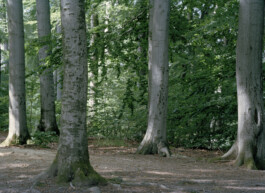 Niklas Viola